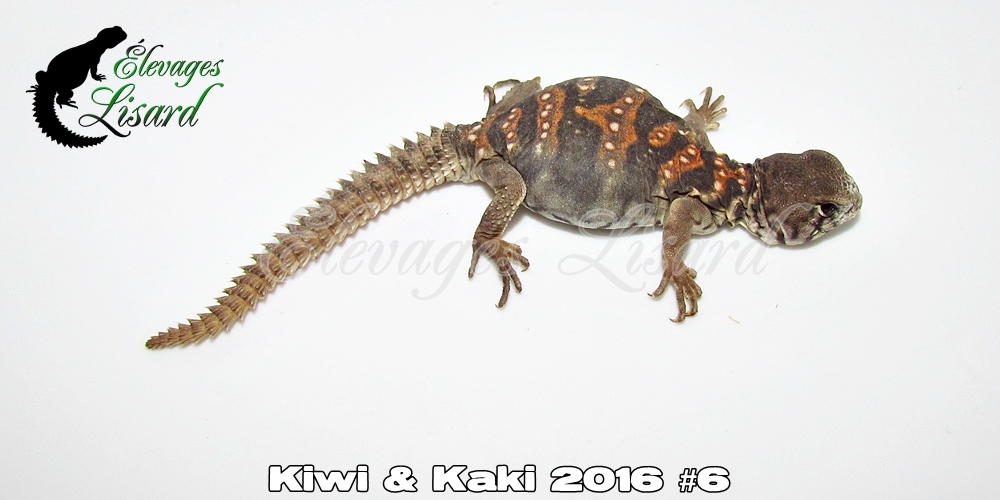 Élevages Lisard - Kiwi&Kaki2016#6