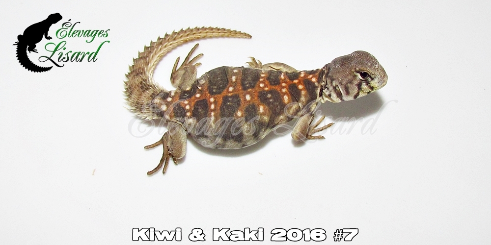 Élevages Lisard - Kiwi&Kaki2016#7
