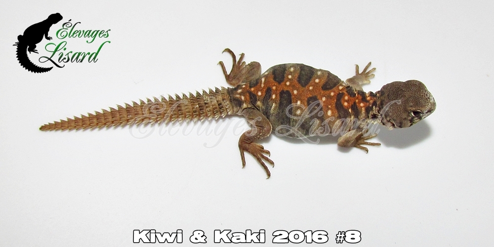 Élevages Lisard - Kiwi&Kaki2016#8