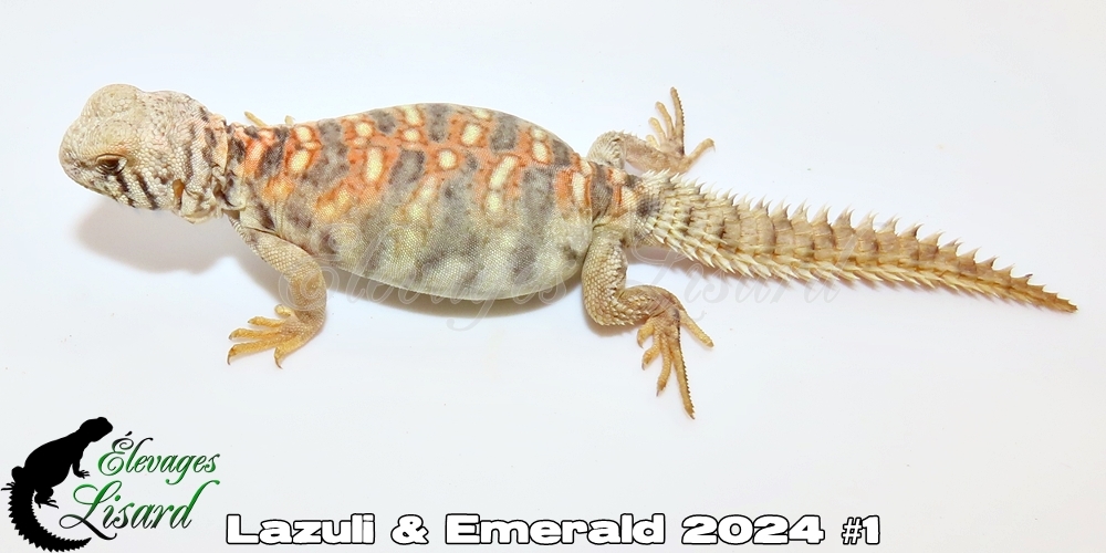 Élevages Lisard - Lazuli&Emerald2024#1