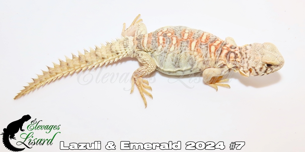 Élevages Lisard - Lazuli&Emerald2024#7