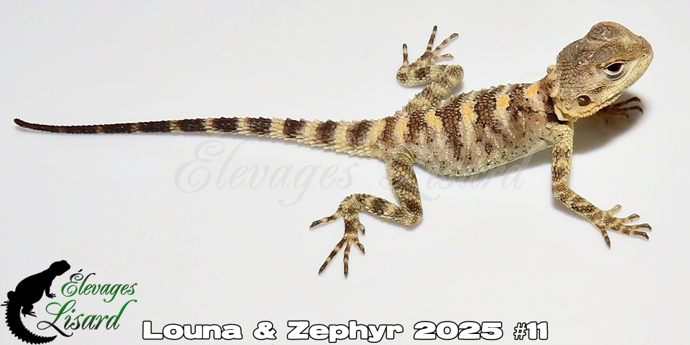 Élevages Lisard - Louna&Zephyr2025#11