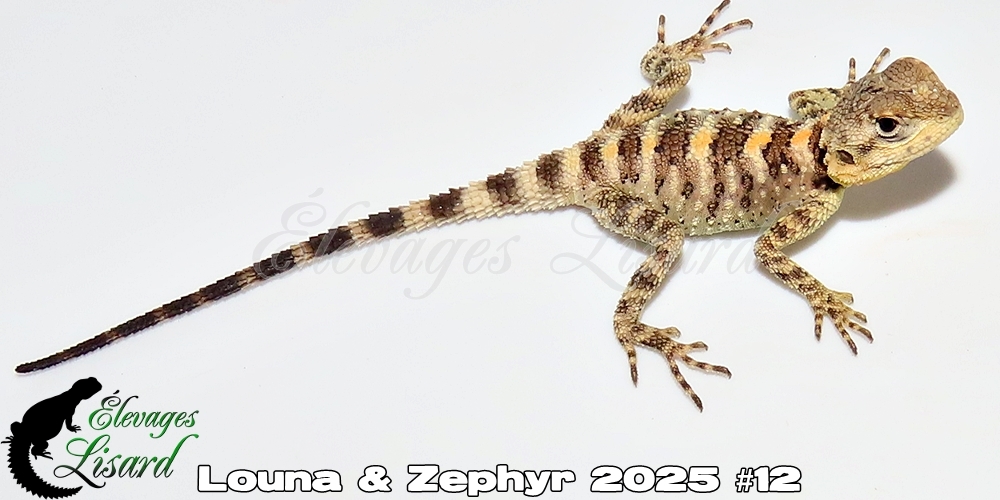 Élevages Lisard - Louna&Zephyr2025#12