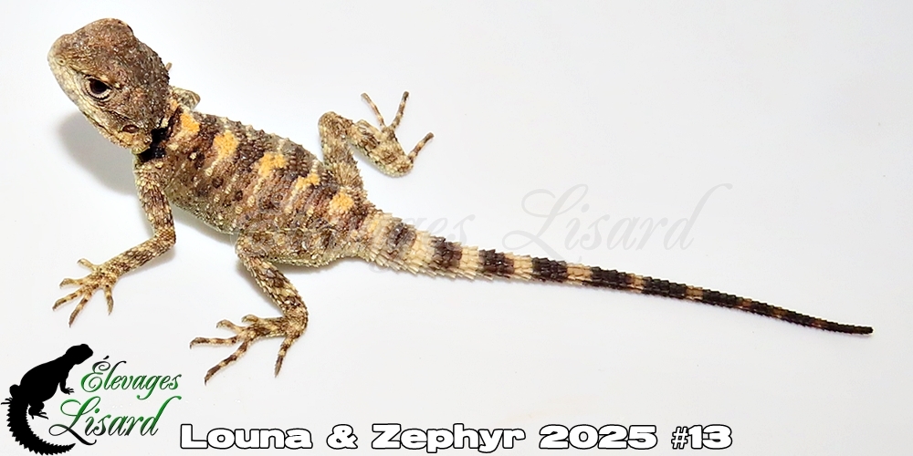 Élevages Lisard - Louna&Zephyr2025#13