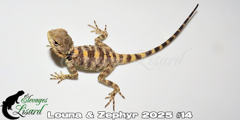 Élevages Lisard - Louna&Zephyr2025#14