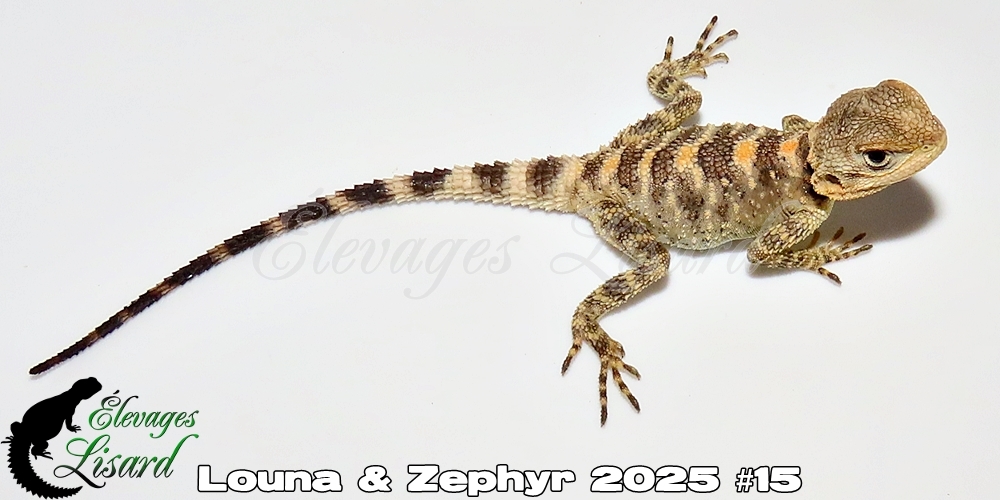 Élevages Lisard - Louna&Zephyr2025#15