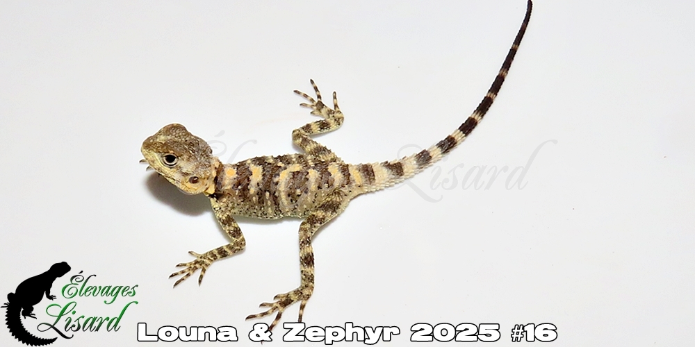 Élevages Lisard - Louna&Zephyr2025#16