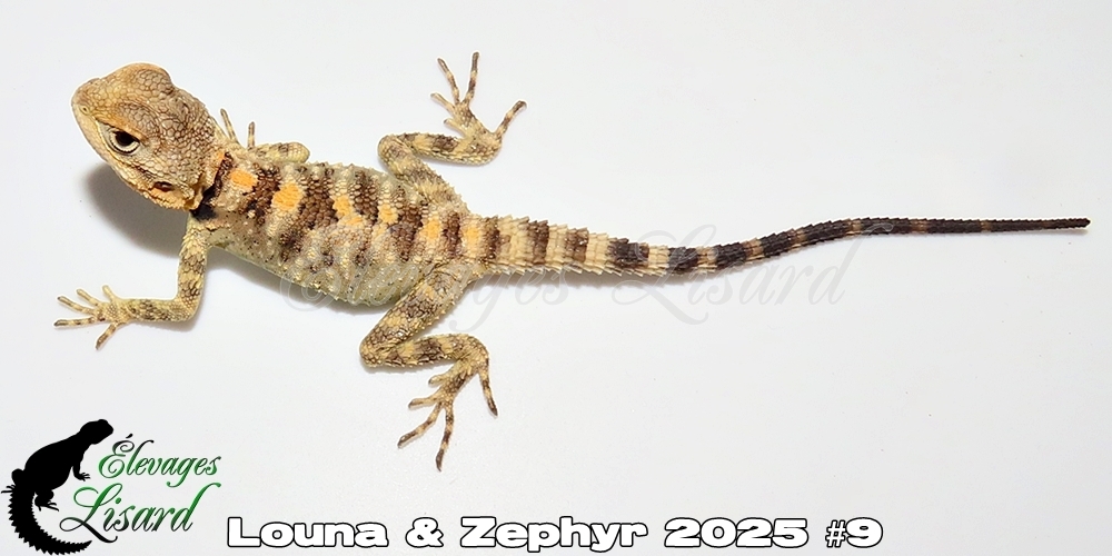 Élevages Lisard - Louna&Zephyr2025#9