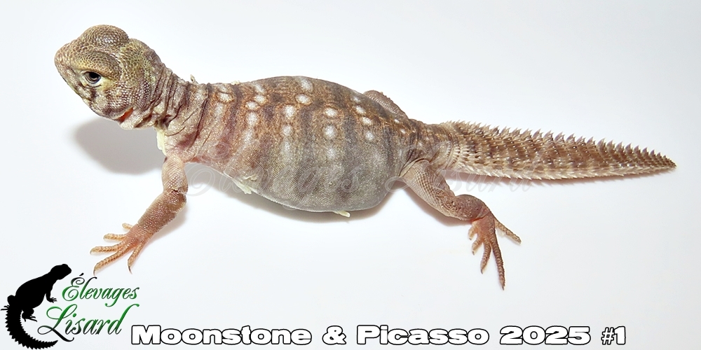 Élevages Lisard - Moonstone&Picasso2025#1