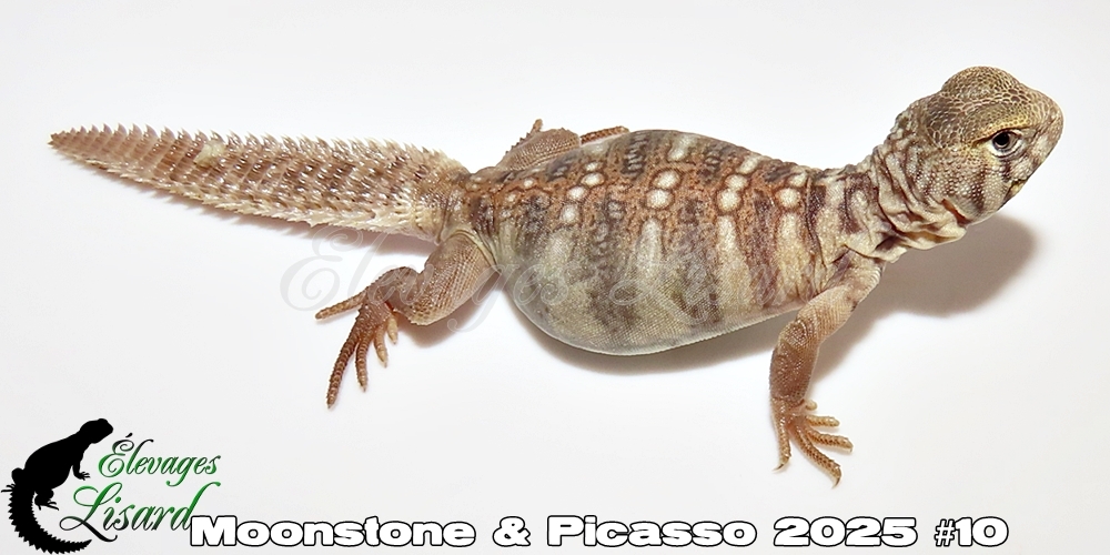 Élevages Lisard - Moonstone&Picasso2025#10