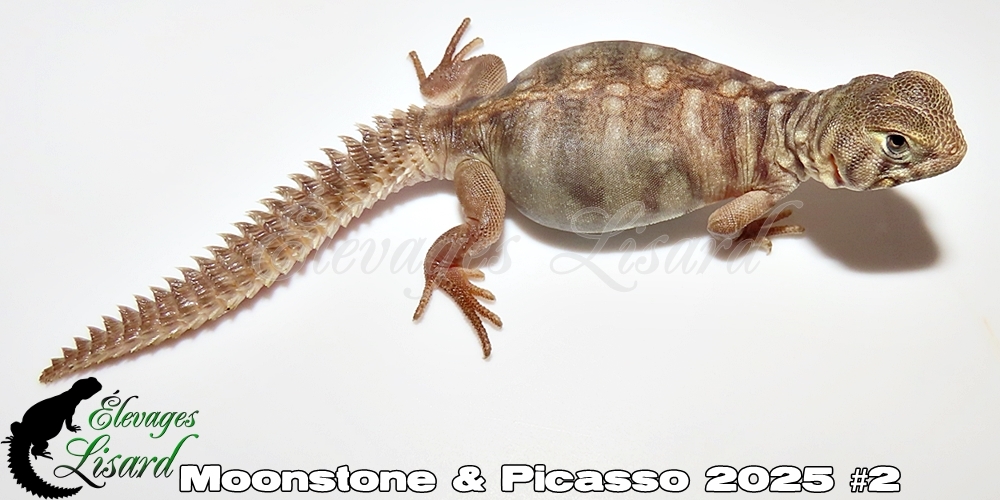 Élevages Lisard - Moonstone&Picasso2025#2