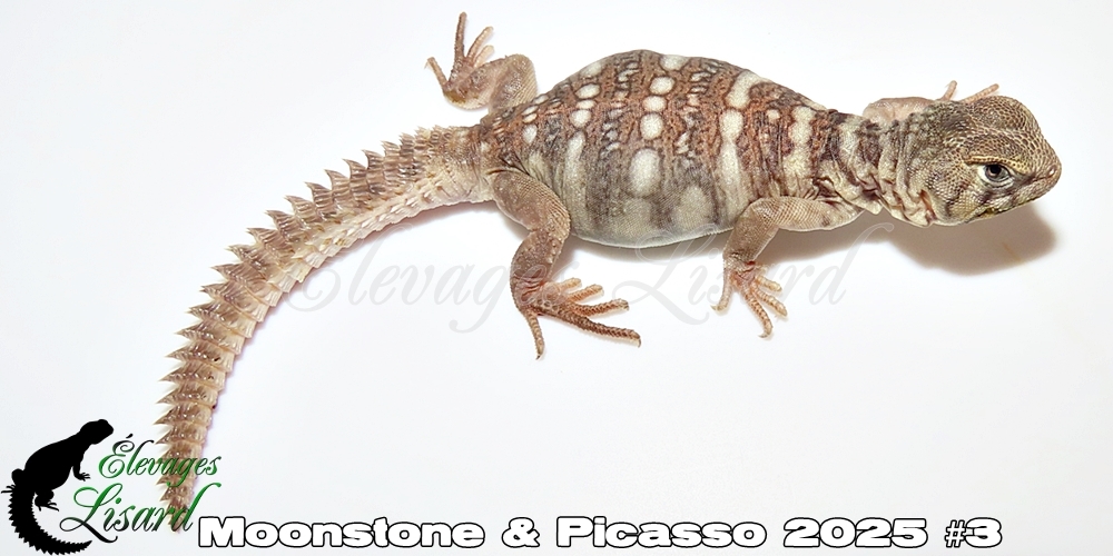 Élevages Lisard - Moonstone&Picasso2025#3