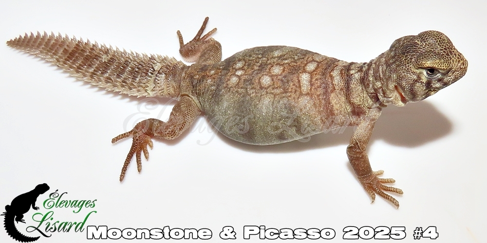 Élevages Lisard - Moonstone&Picasso2025#4