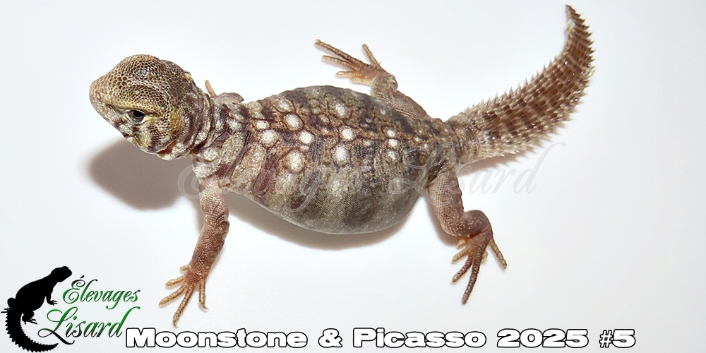 Élevages Lisard - Moonstone&Picasso2025#5