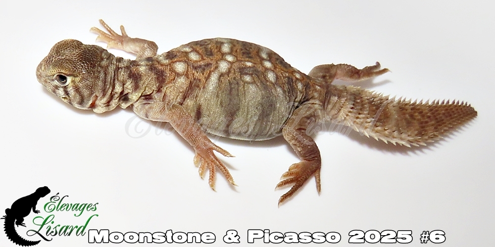Élevages Lisard - Moonstone&Picasso2025#6