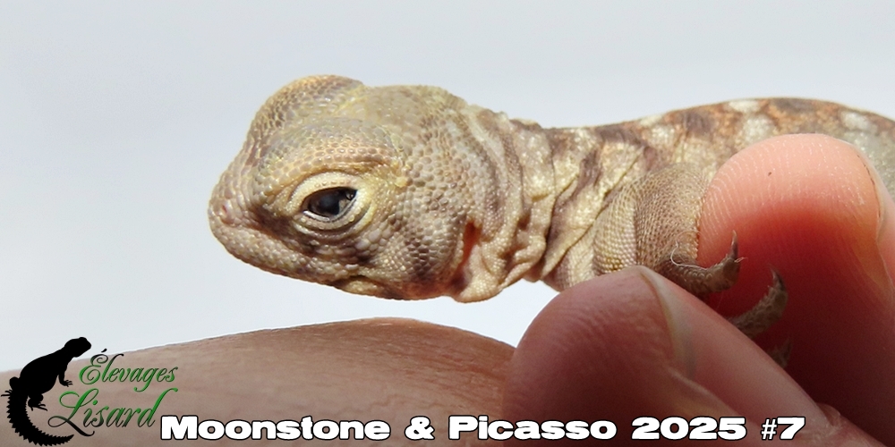 Élevages Lisard - Moonstone&Picasso2025#7