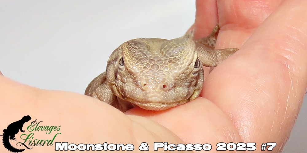 Élevages Lisard - Moonstone&Picasso2025#7