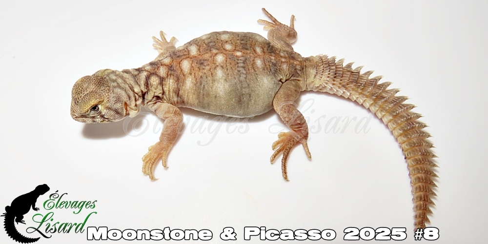 Élevages Lisard - Moonstone&Picasso2025#8