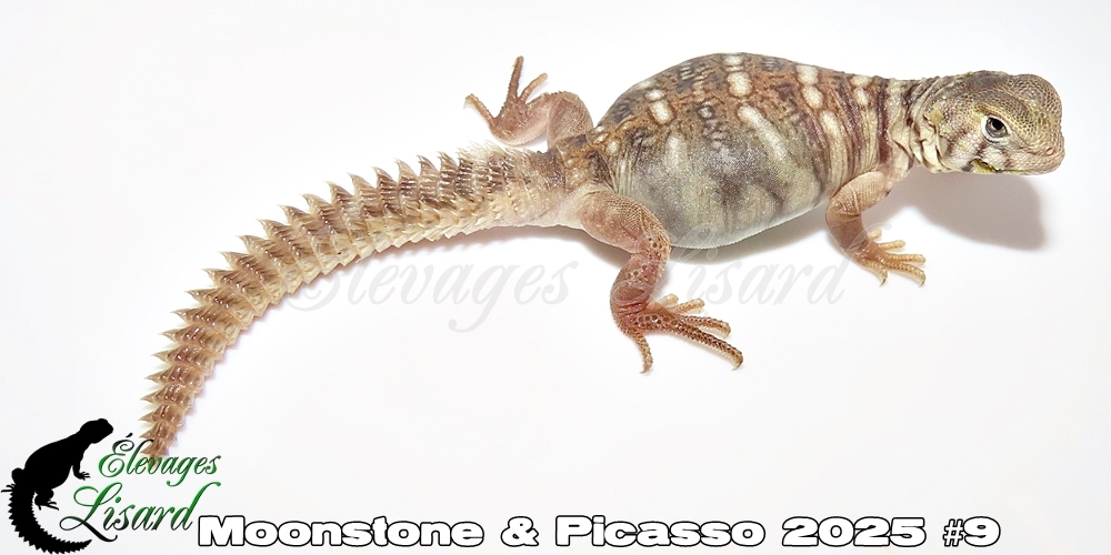 Élevages Lisard - Moonstone&Picasso2025#9