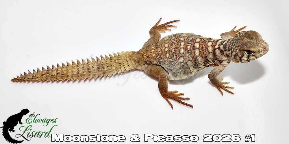 Élevages Lisard - Moonstone&Picasso2026#1