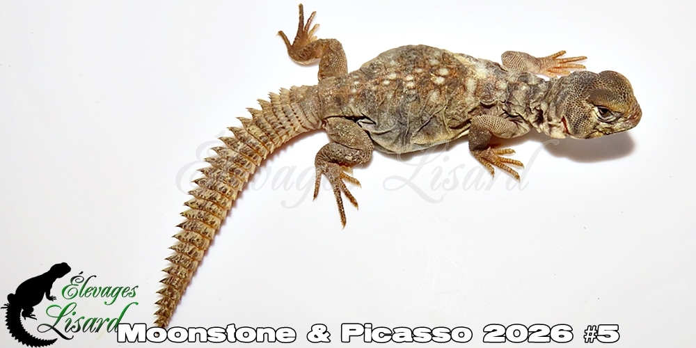 Élevages Lisard - Moonstone&Picasso2026#5