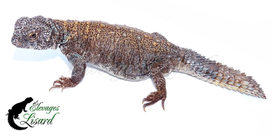 Aziza - 2022 - Uromastyx ornata philbyi