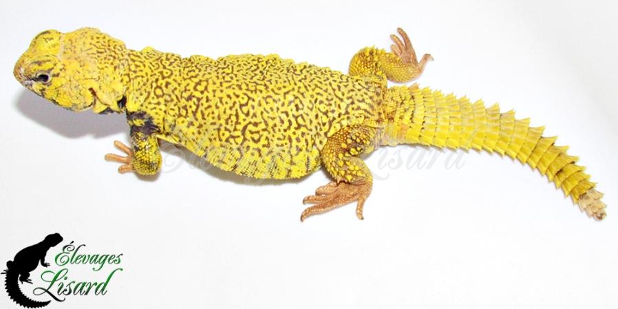 Borealis - Uromastyx geyri