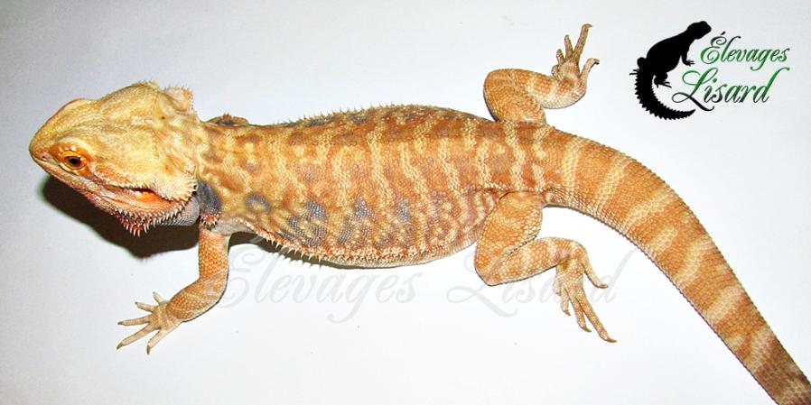 Doritos - Dragon barbu - Pogona vitticeps