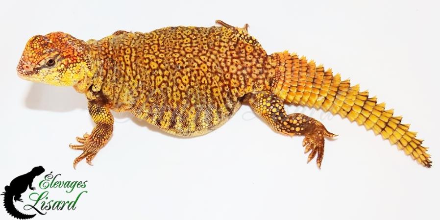 Embers - Uromastyx geyri