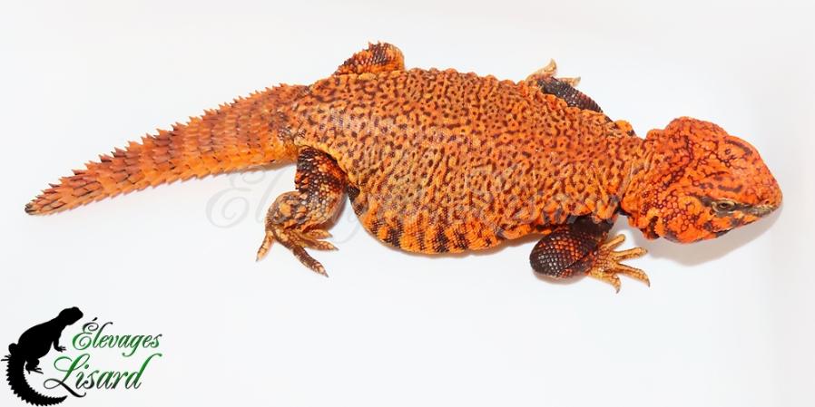 Habanero - Uromastyx geyri