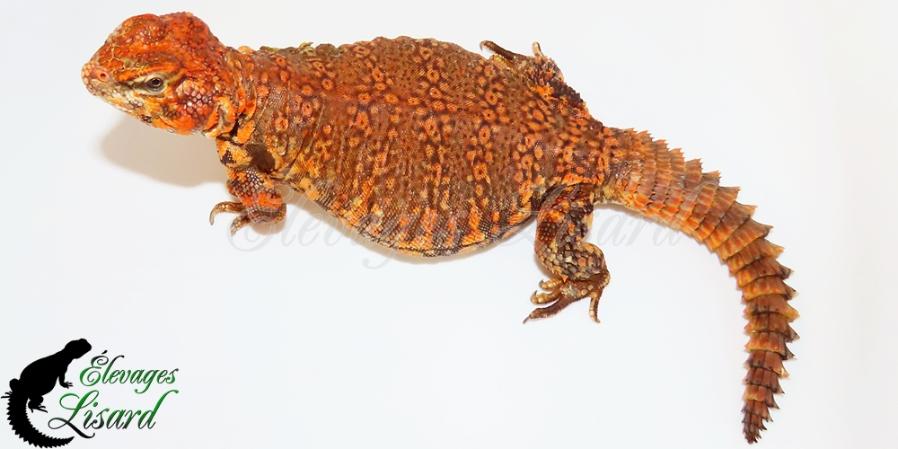 Harissa - Uromastyx geyri