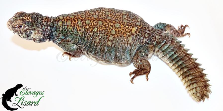 Hathor - Uromastyx philbyi