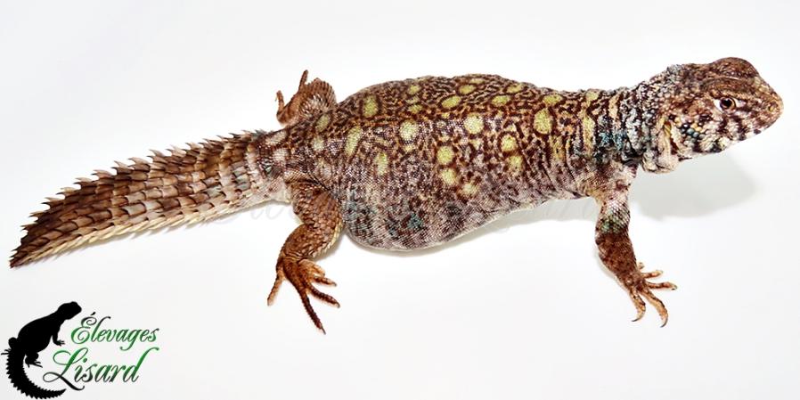 Hera - Uromastyx philbyi
