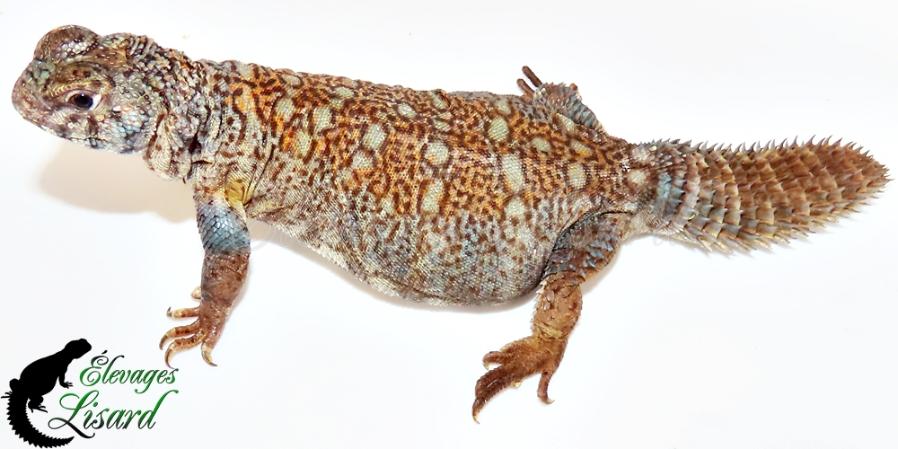 Hestia - Uromastyx philbyi