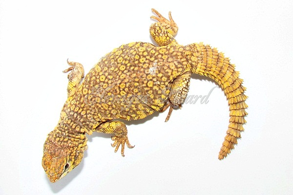 Élevages Lisard - Honeycomb - Uromastyx geyri