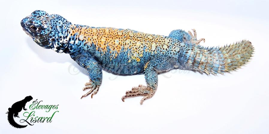 Malik - 2022 - Uromastyx ornata philbyi