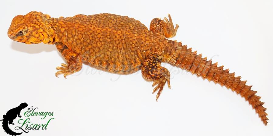 Mango - Uromastyx geyri