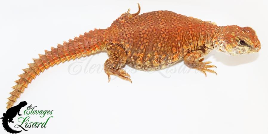 Phoenix - Uromastyx geyri