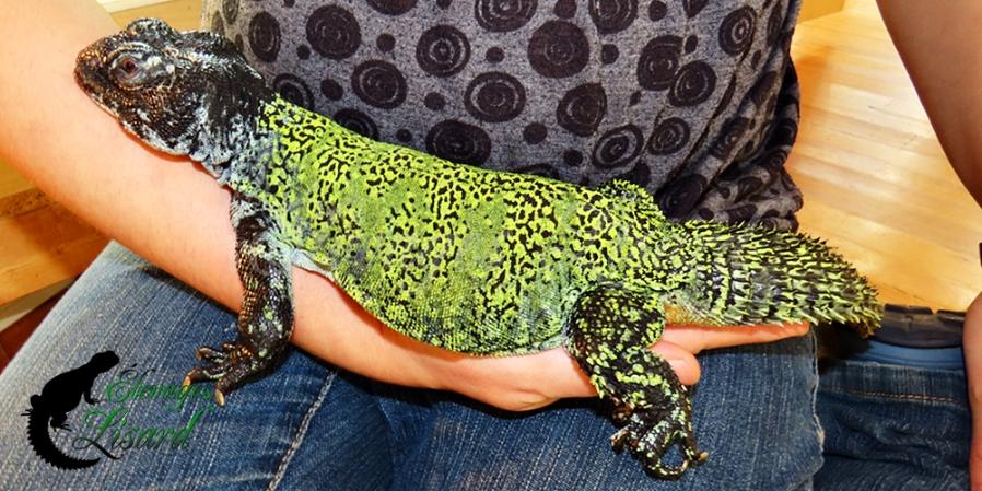 Sauvignon - 2022 - Uromastyx nigriventris