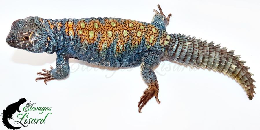 Sobek - Uromastyx philbyi