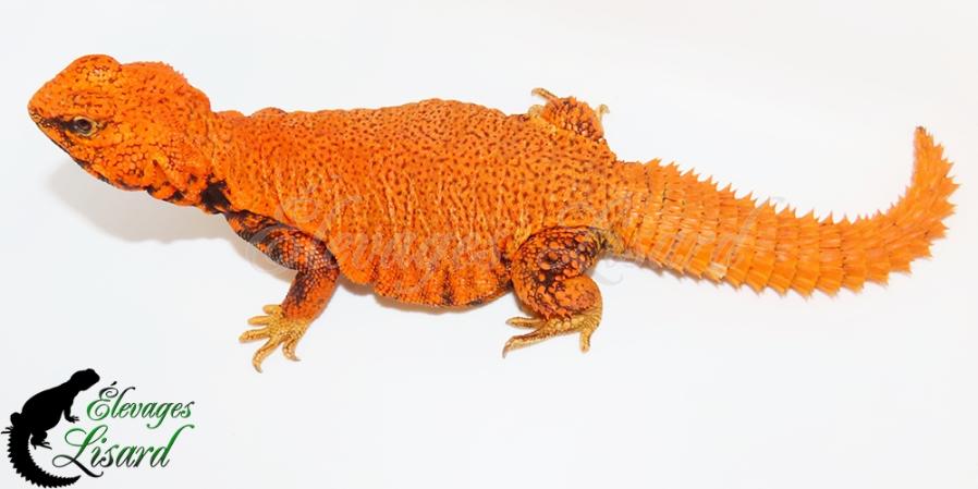 Sunspot - Uromastyx geyri