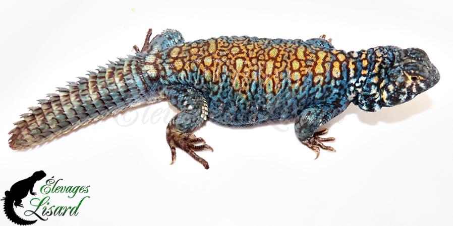 Triton - Uromastyx philbyi