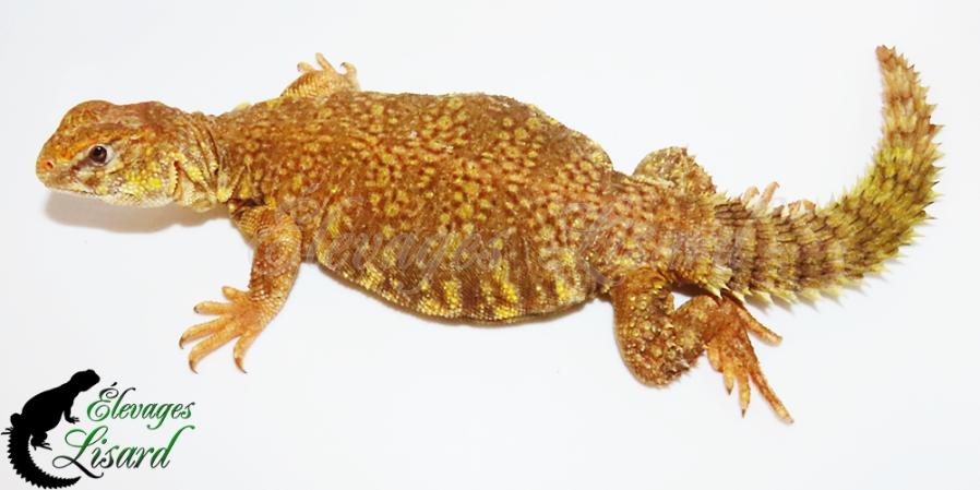 Yuzu - Uromastyx geyri