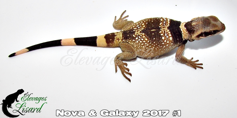 Élevages Lisard - Nova&Galaxy2017#1