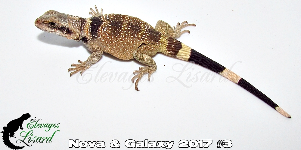 Élevages Lisard - Nova&Galaxy2017#3