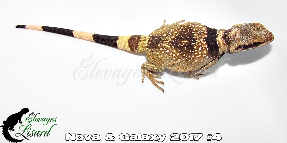 Élevages Lisard - Nova&Galaxy2017#4