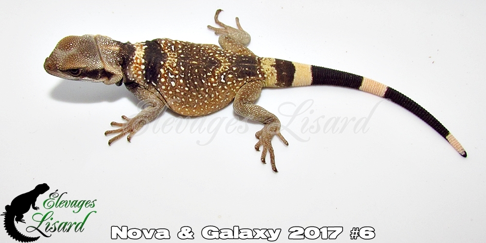 Élevages Lisard - Nova&Galaxy2017#6