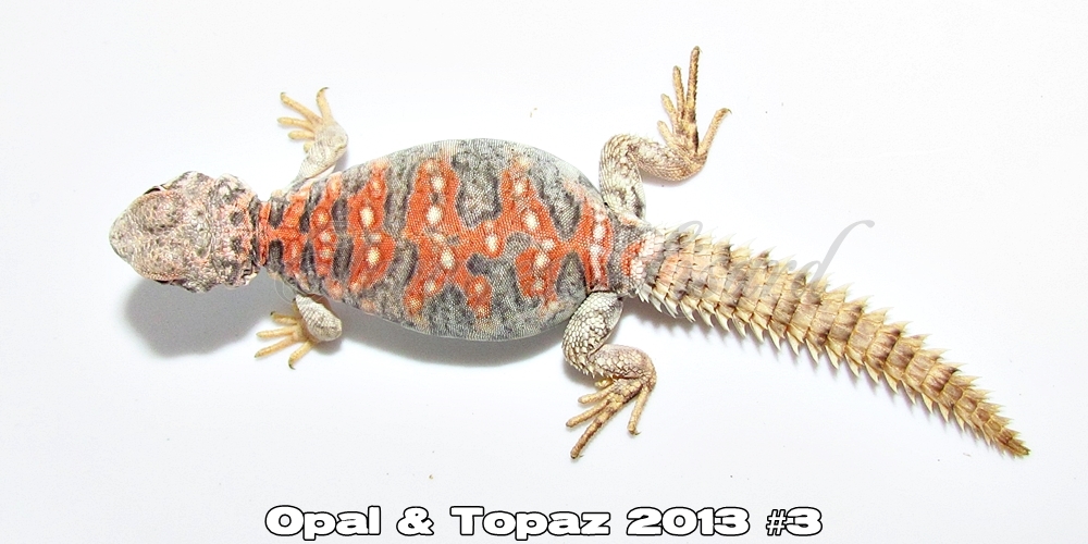 Élevages Lisard - Opal&Topaz2013#3