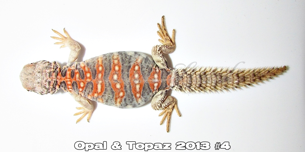 Élevages Lisard - Opal&Topaz2013#4
