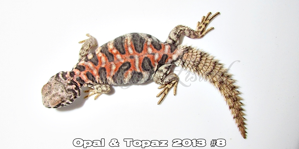 Élevages Lisard - Opal&Topaz2013#8